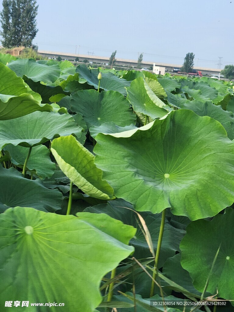 夏日荷塘荷葉茂盛