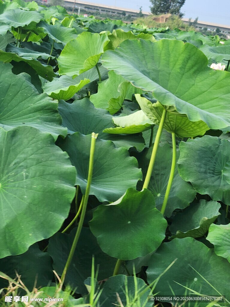 夏日荷塘中的大片荷葉