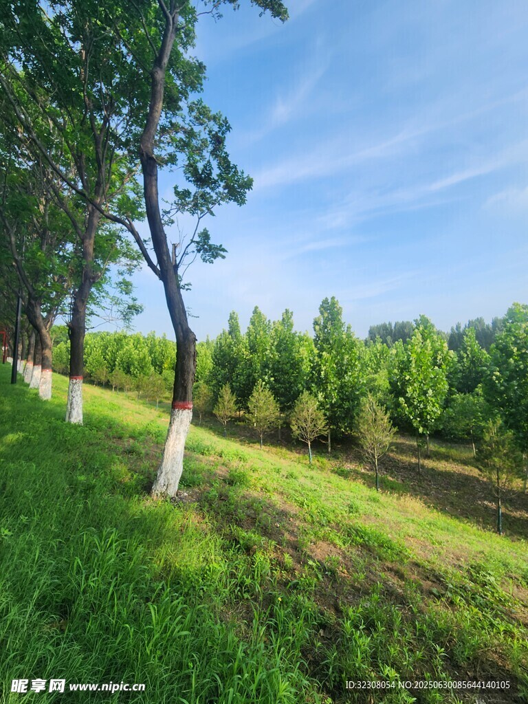 夏日林蔭草地清新風(fēng)光
