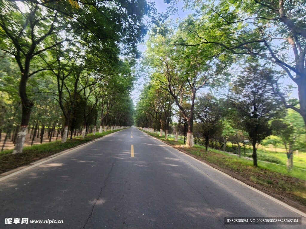 林蔭大道 