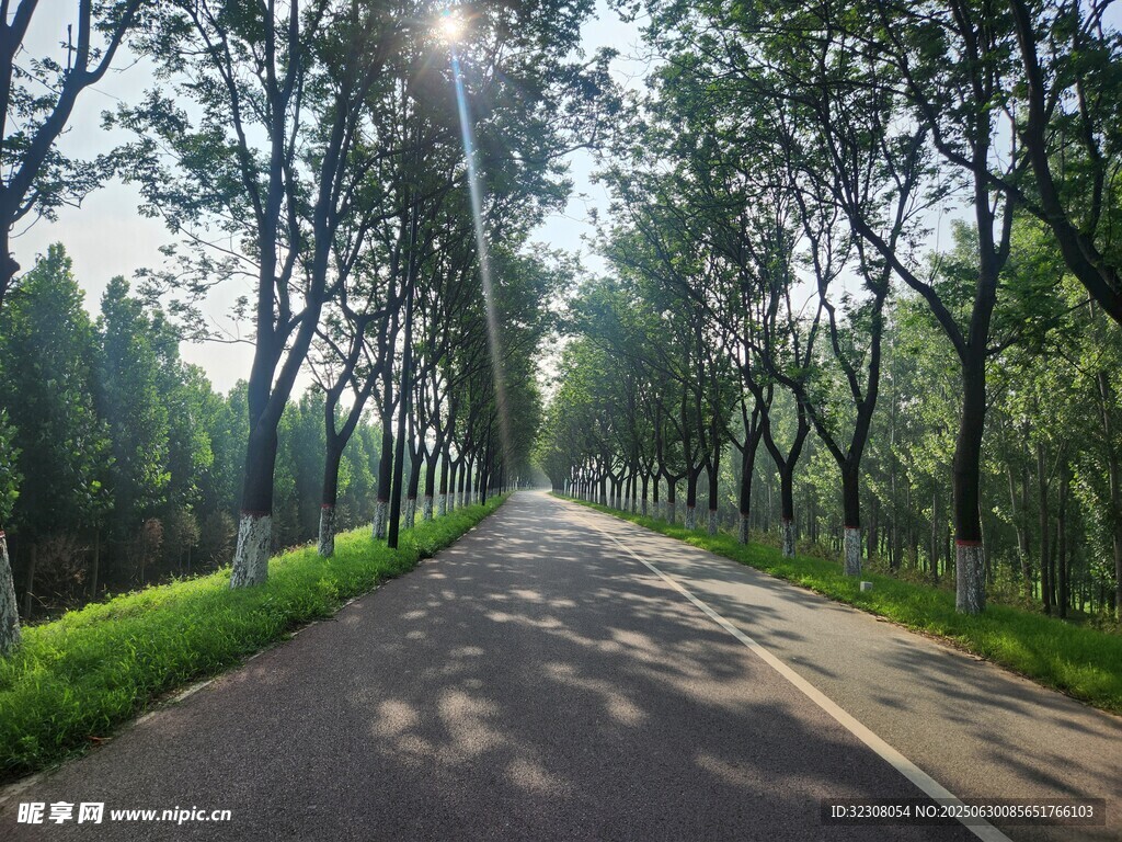 林間陽光小道