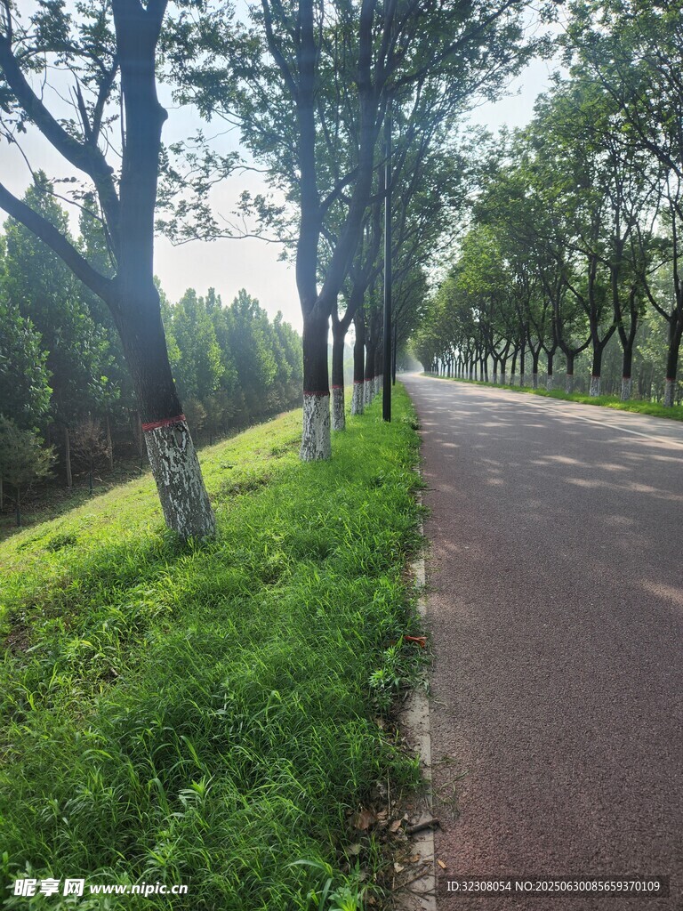 林蔭小道 