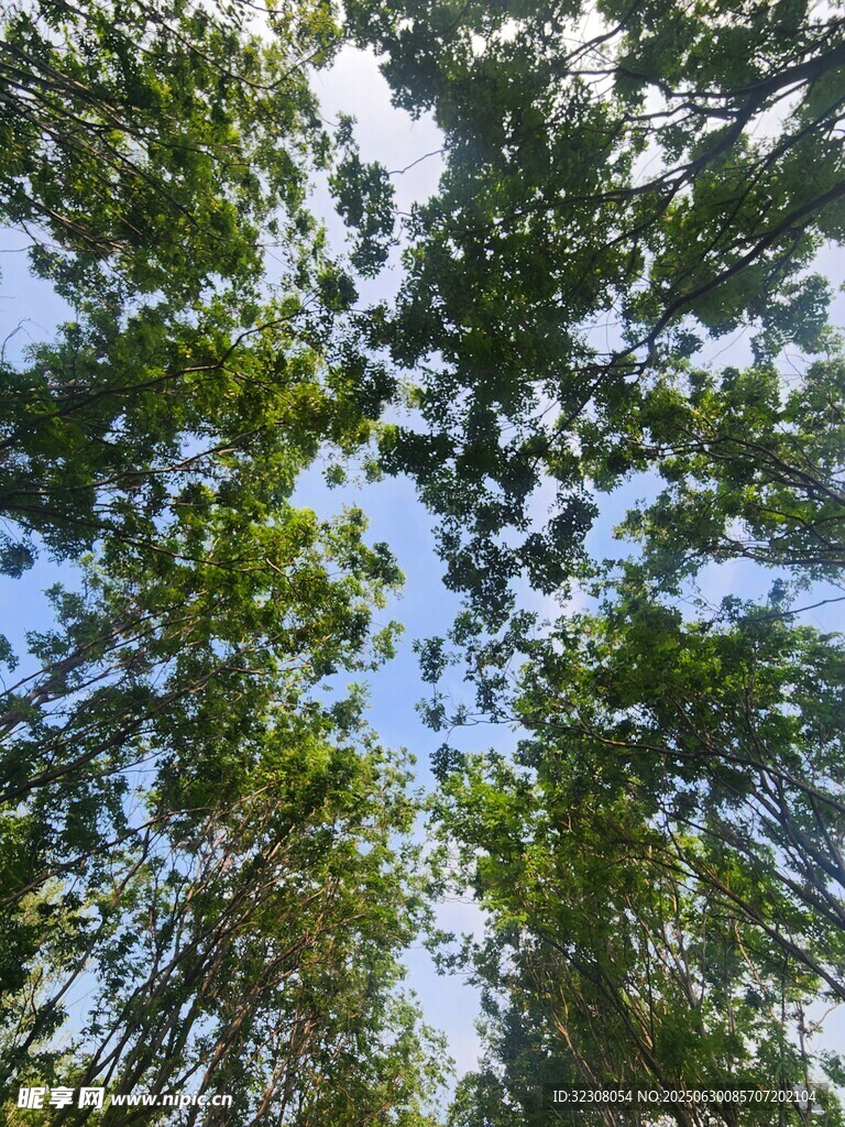仰視茂密樹林綠意盎然