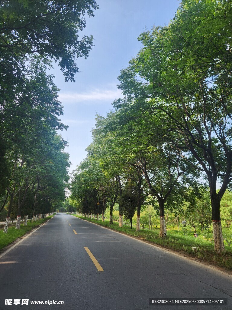 林蔭大道 