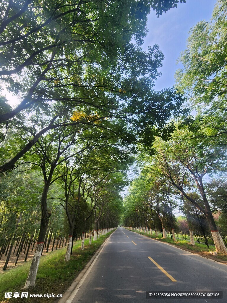 林間靜謐公路 
