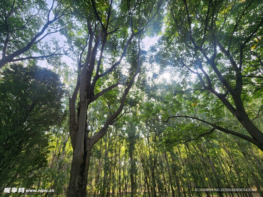 陽光灑落茂密樹林間