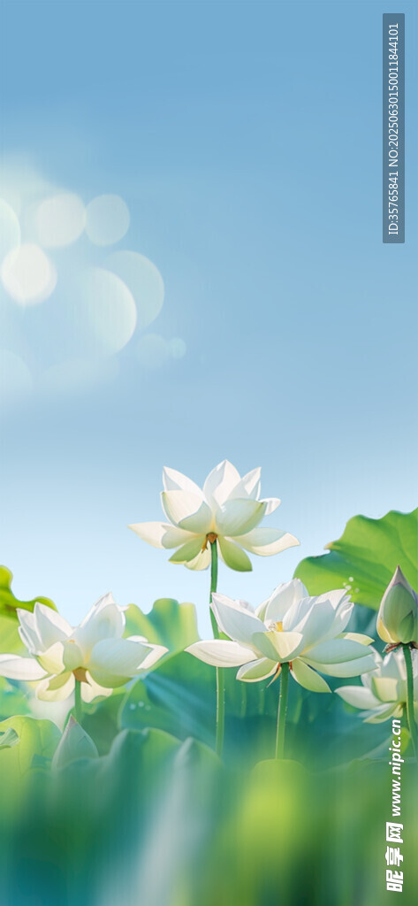 夏日清新荷花綻放美景