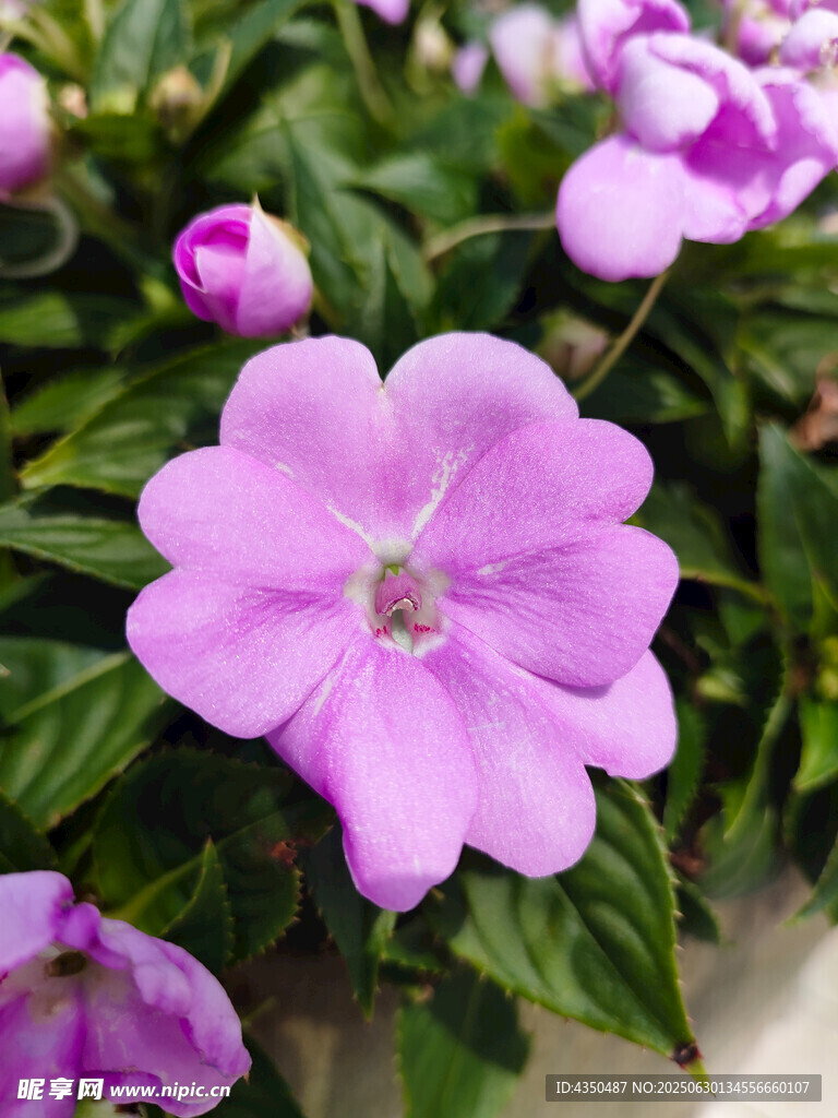 嬌艷粉色花卉特寫