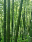 翠綠竹林自然清新之景