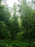 翠綠竹林自然清新之景