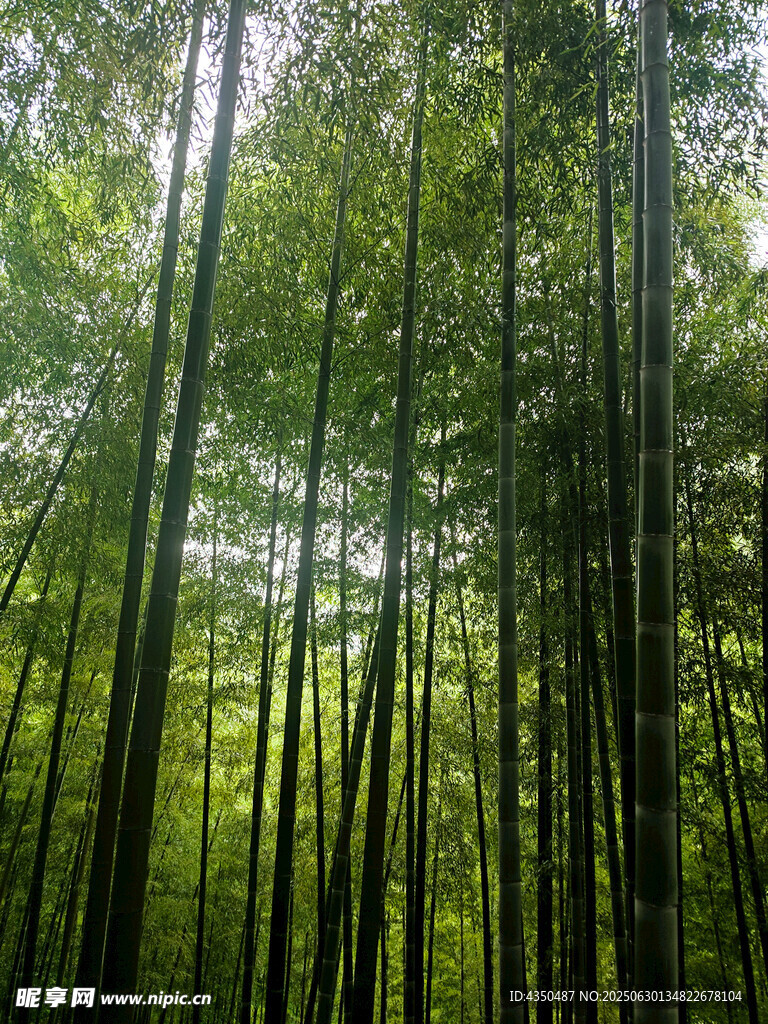 陽光灑落的茂密竹林