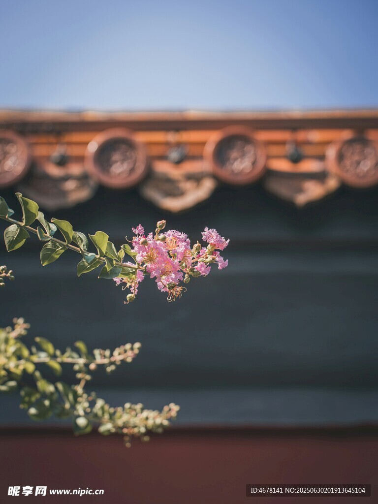 檐下花枝俏