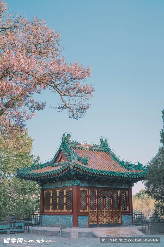古亭旁綻放的絢爛櫻花