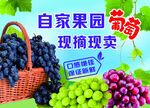 葡萄海報(bào)