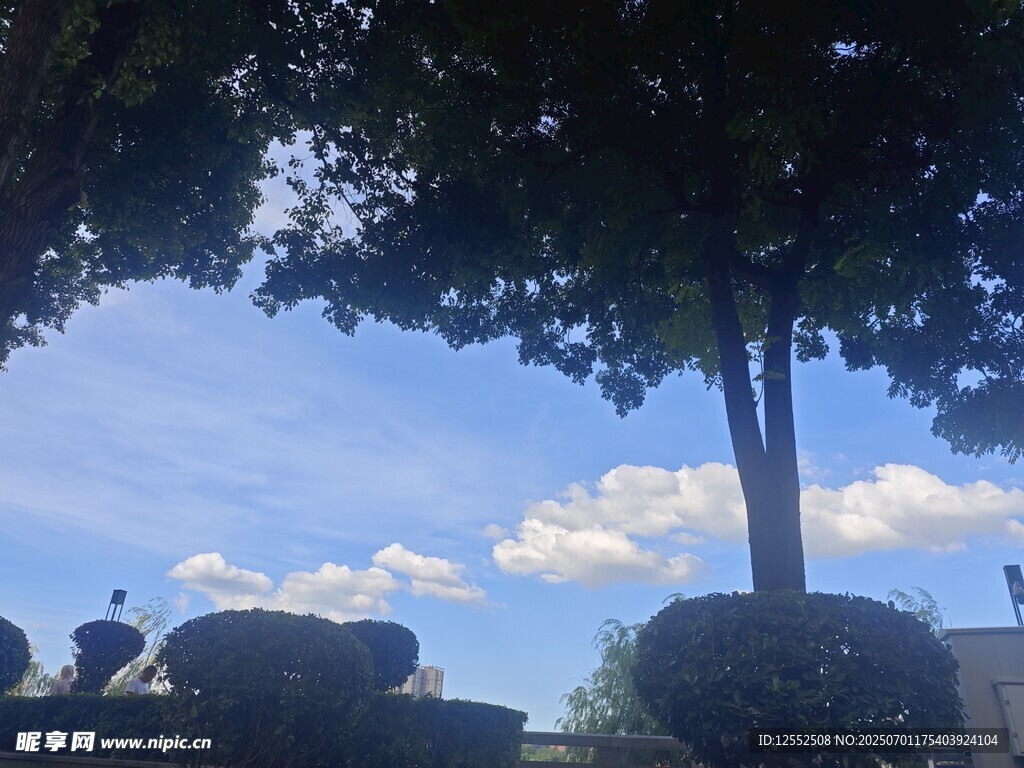 藍天綠樹景觀