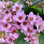 巖白菜