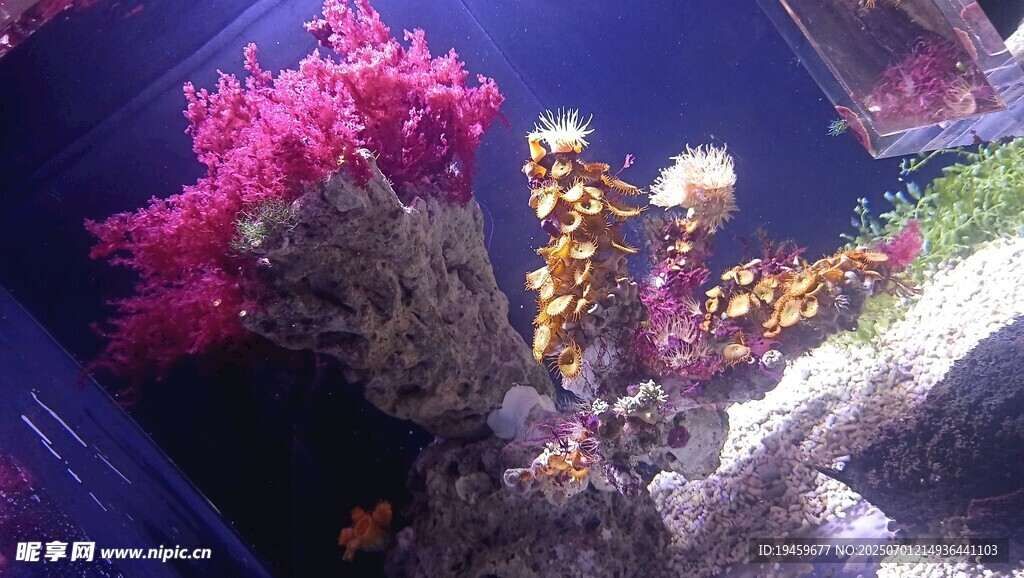絢麗多彩的海底珊瑚景觀
