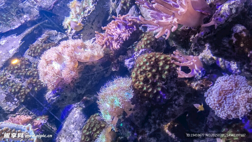 海底繽紛珊瑚景觀