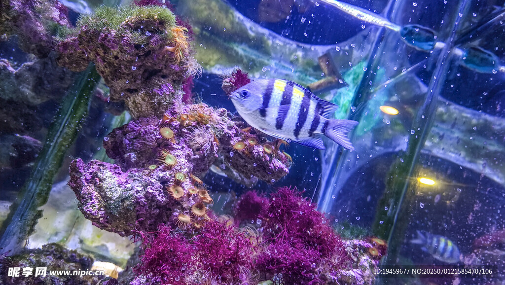 絢麗多彩的海底魚類景觀