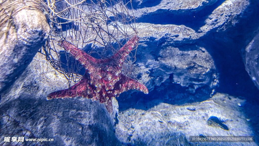 海底的紅色海星