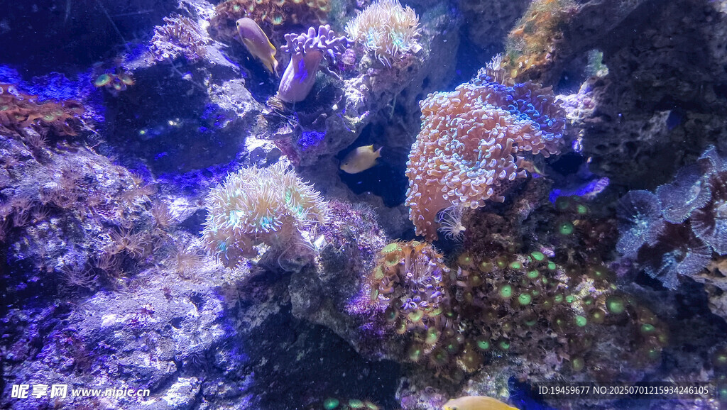 絢麗多彩的海底珊瑚景觀