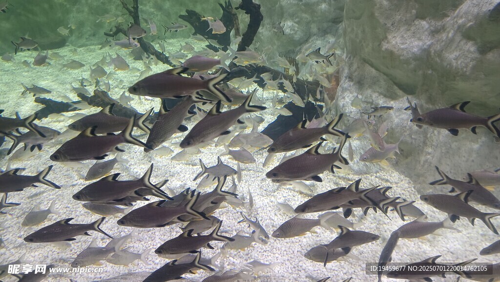 群魚水中游
