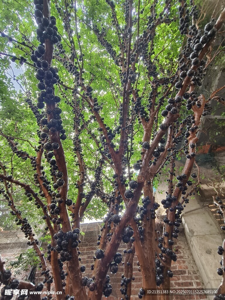 嘉寶果