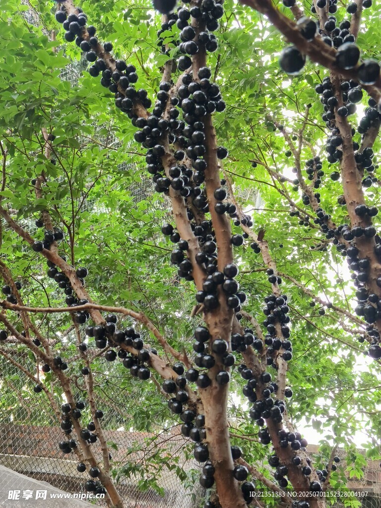 嘉寶果