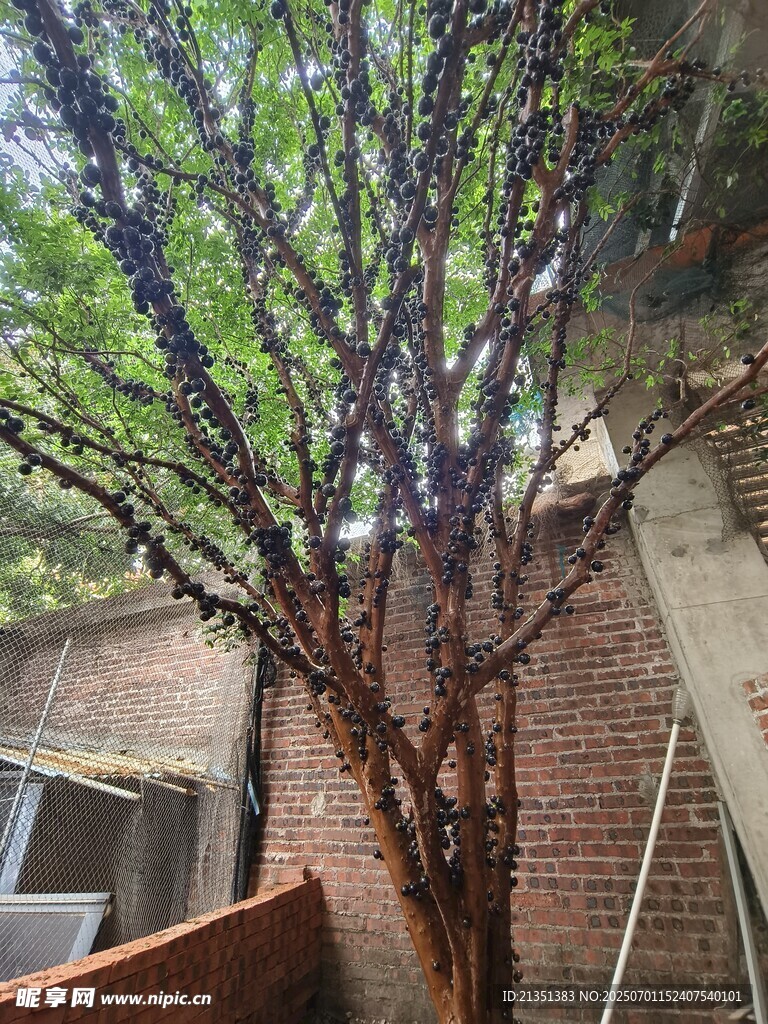 嘉寶果
