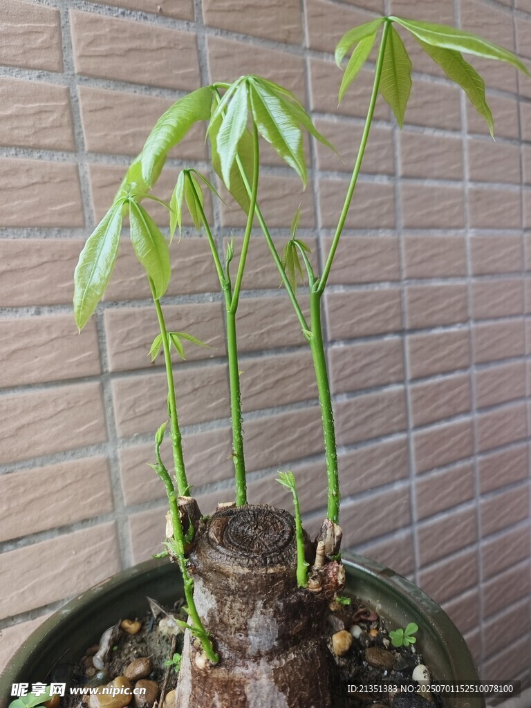 發(fā)芽