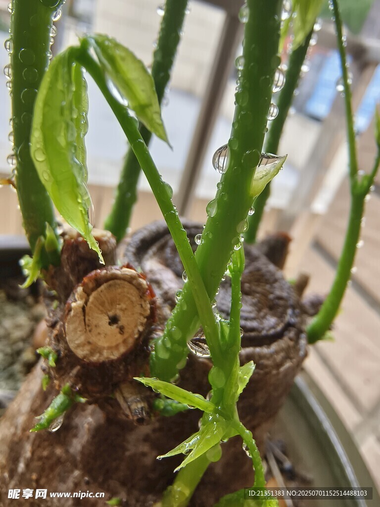 發(fā)芽