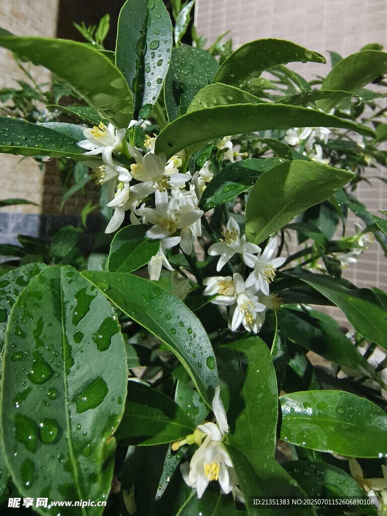 金桔花