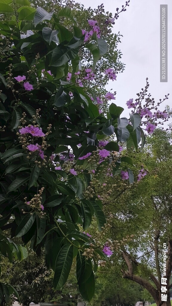 大花紫薇