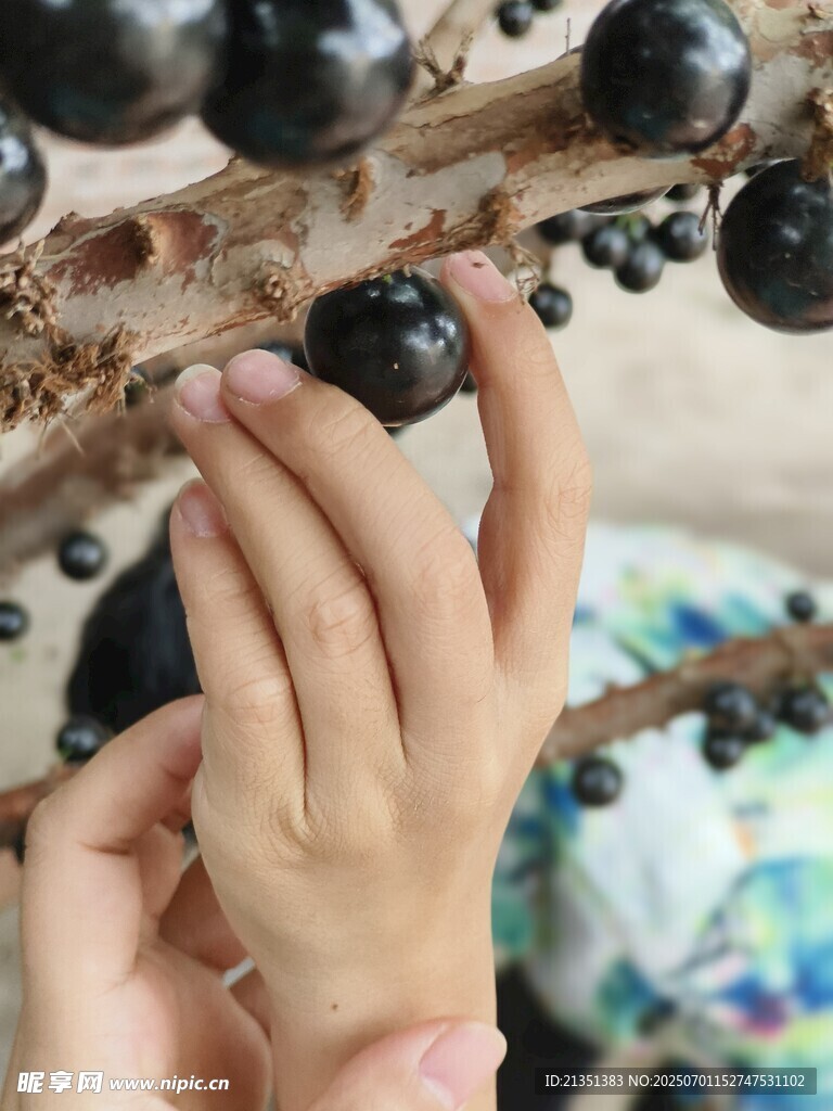 嘉寶果