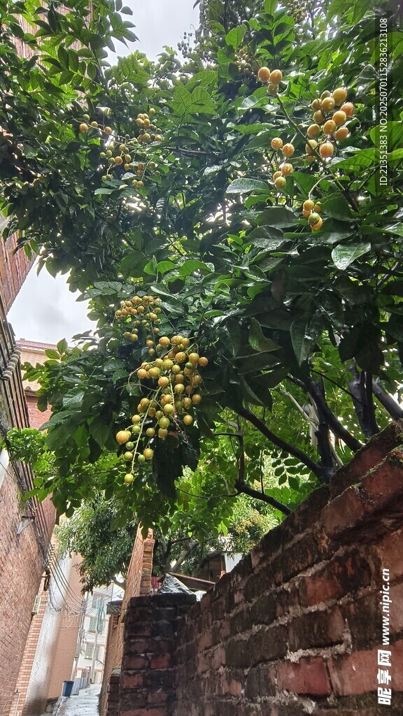 黃皮樹