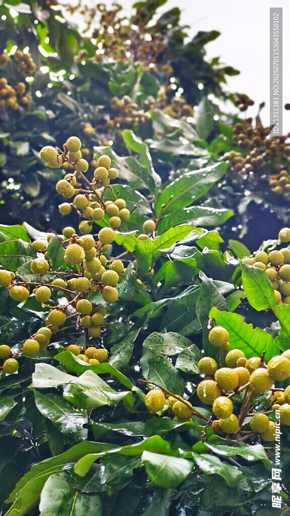 黃皮樹