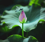 蜻蜓