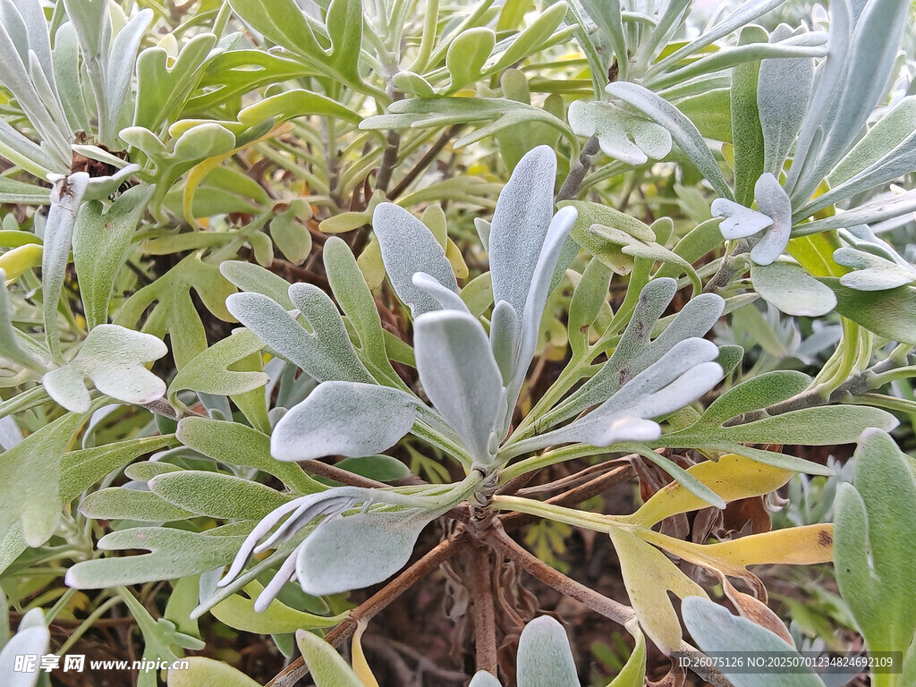 銀葉植物特寫