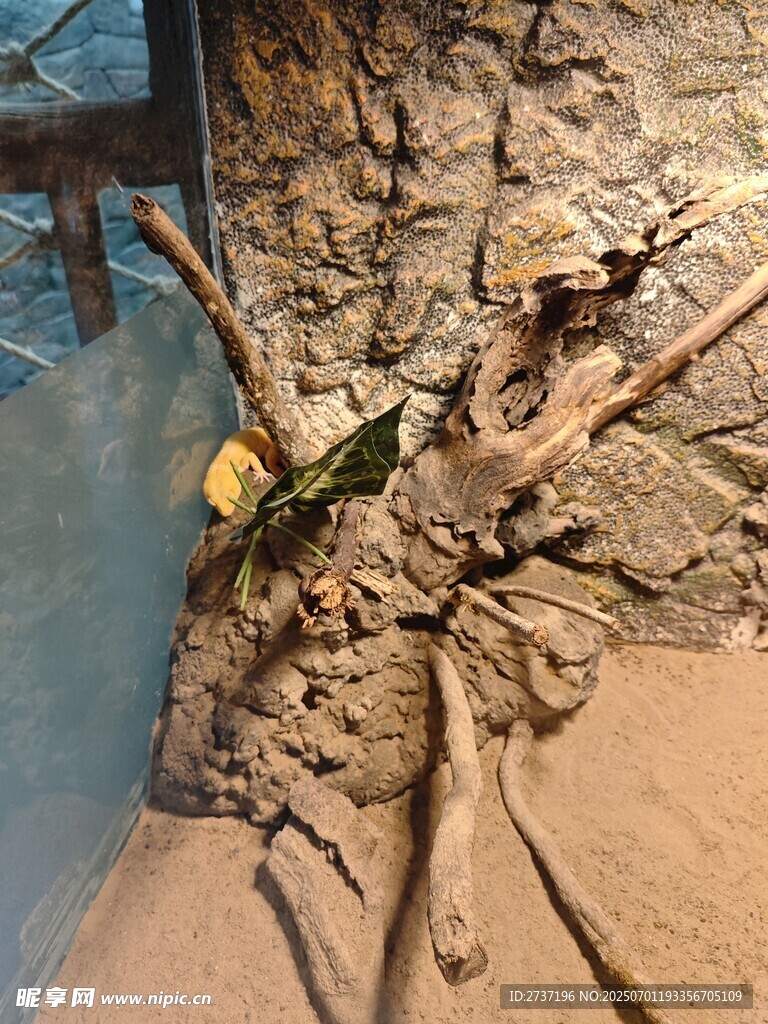 樹根造型