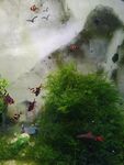 水草