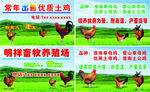 養(yǎng)殖場名片 優(yōu)質土雞