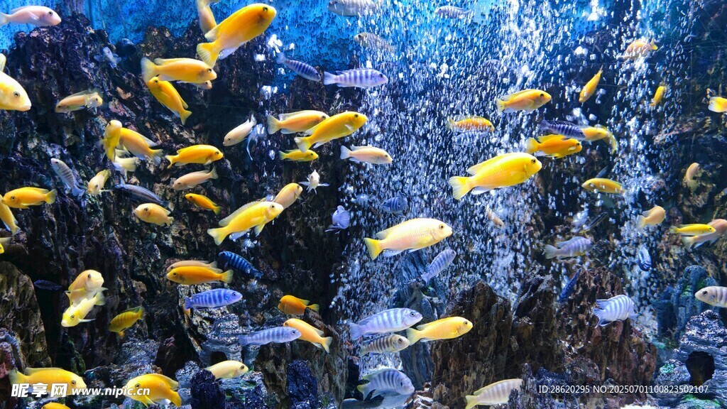 繽紛的海底群魚共舞