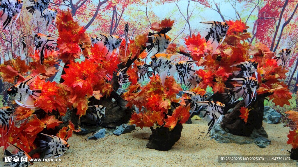 水族館里的觀賞魚