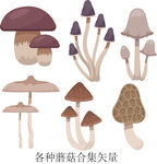 多種蘑菇矢量集合圖