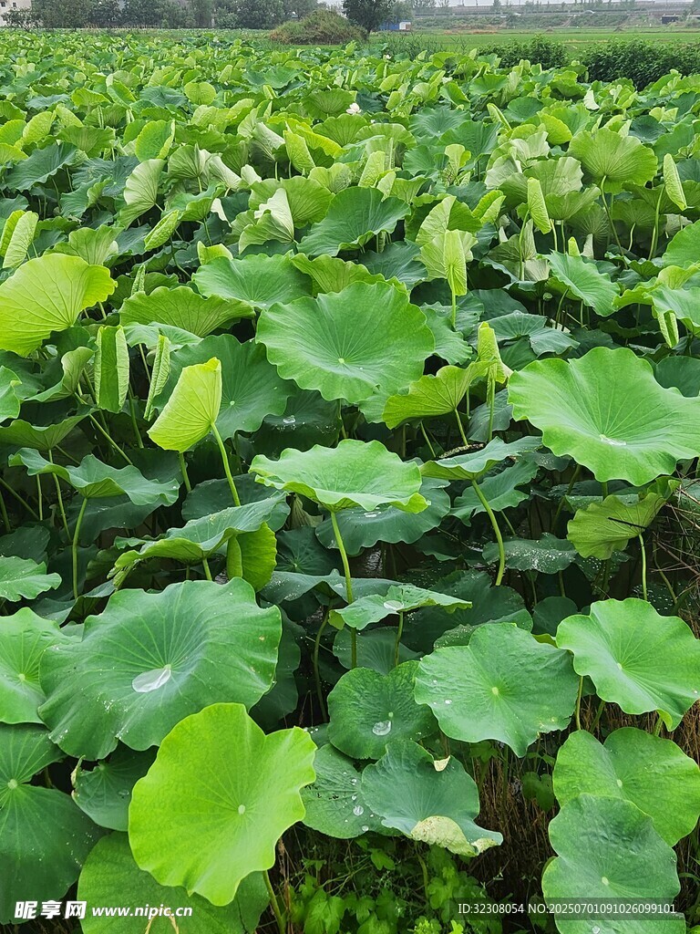 夏日荷塘綠意盎然