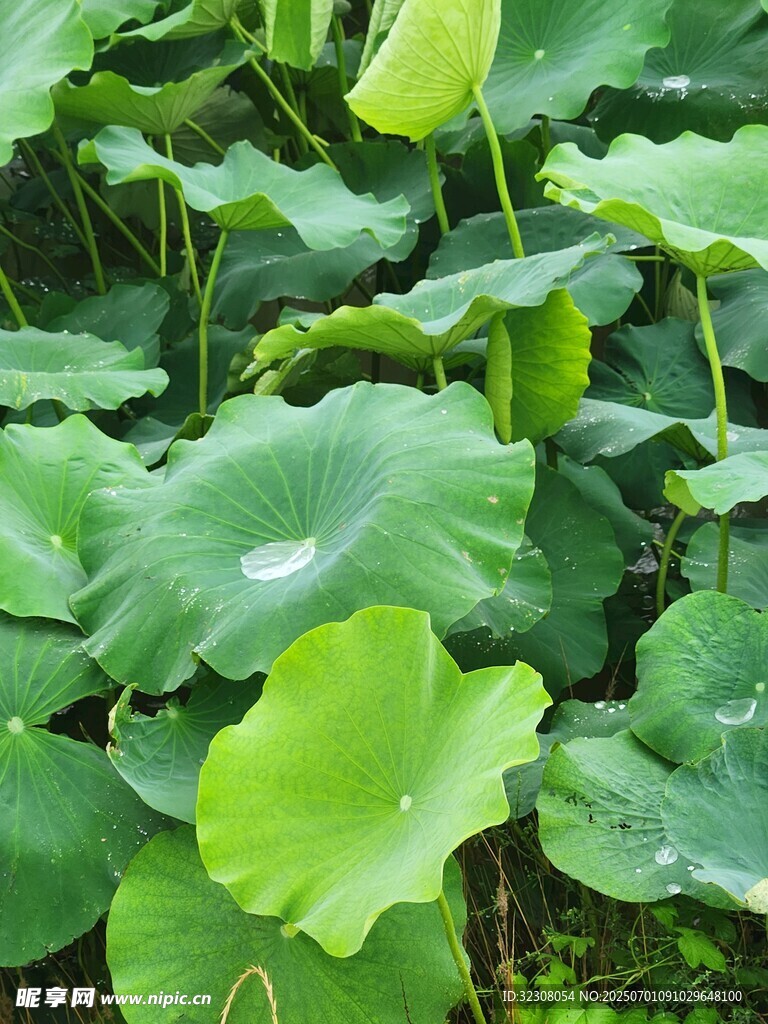 夏日荷塘綠意盎然