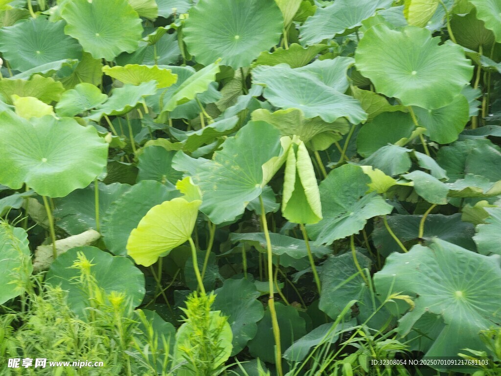 夏日荷塘荷葉茂盛景象