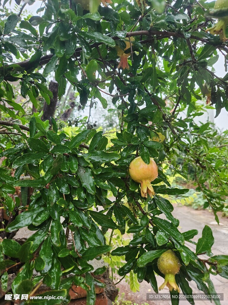 枝頭掛果的繁茂石榴樹