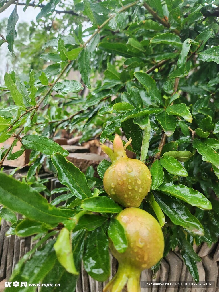 枝頭掛著飽滿的黃石榴