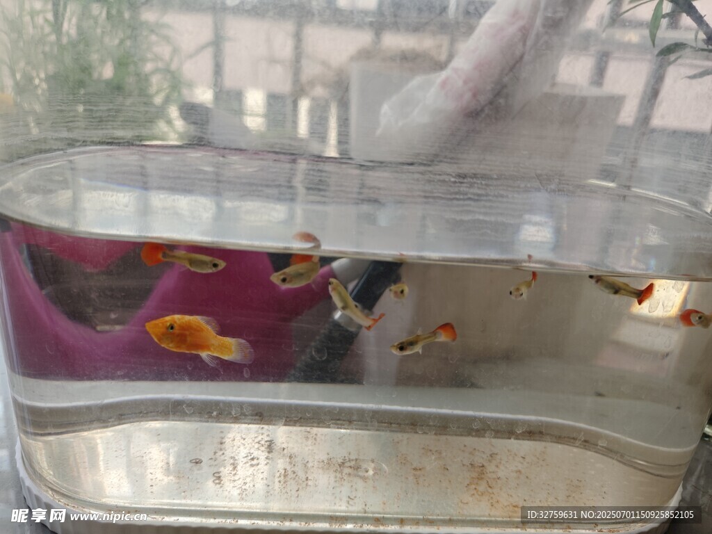 玻璃缸中的多彩金魚(yú)